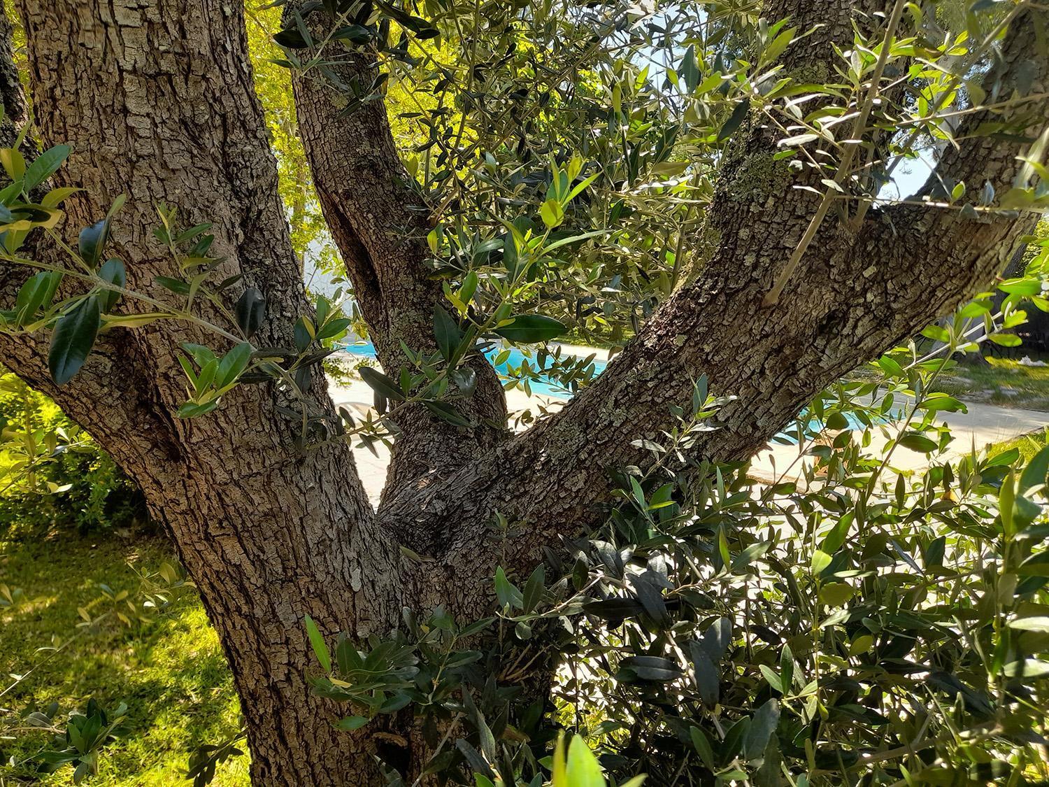 Vila La Dimora Dei Gelsi Castri di Lecce Exteriér fotografie